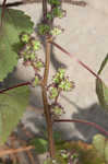 Hairy crabweed <BR>Clammyweed